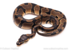 African Import ball python for sale