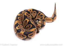 African Import ball python for sale