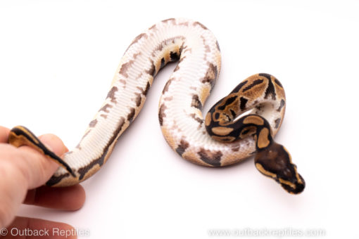 African Import ball python for sale