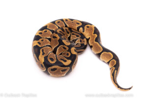 African Import ball python for sale