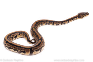 African Import ball python for sale