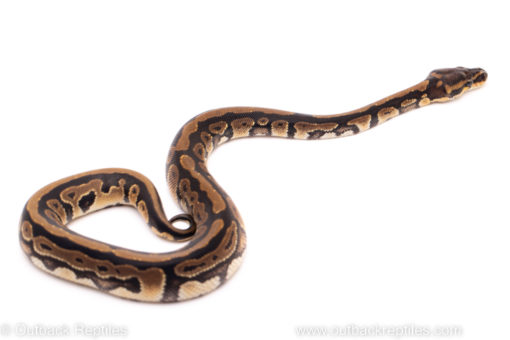 African Import ball python for sale