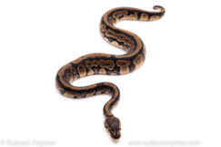 African Import ball python for sale