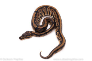 African Import ball python for sale