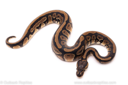 African Import ball python for sale