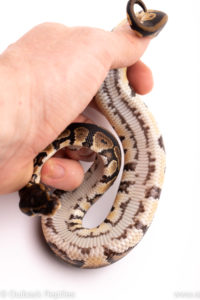 African Import ball python for sale