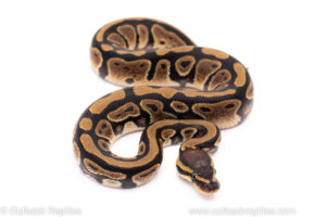 African Import ball python for sale