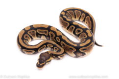 African Import ball python for sale