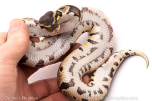 African Import ball python for sale