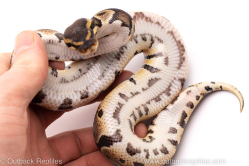 African Import ball python for sale