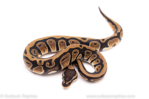 African Import ball python for sale