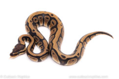 African Import ball python for sale