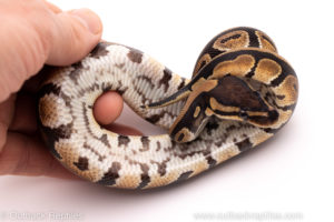 African Import ball python for sale