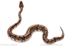 African Import ball python for sale
