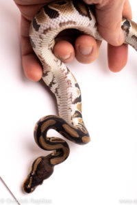 African Import ball python for sale