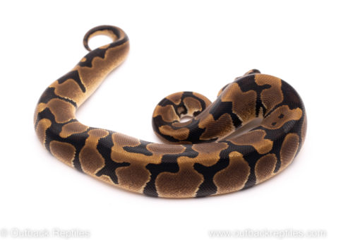 African Import ball python for sale