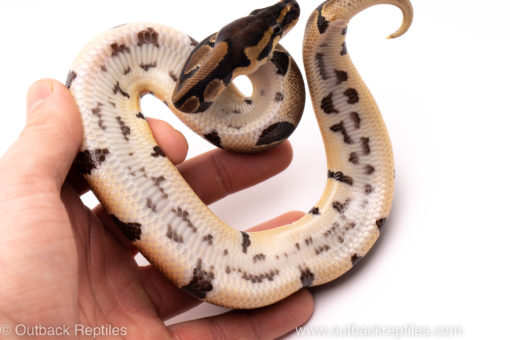 African Import ball python for sale