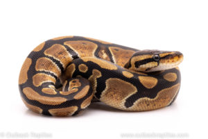 African Import ball python for sale