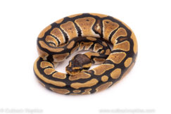 African Import ball python for sale