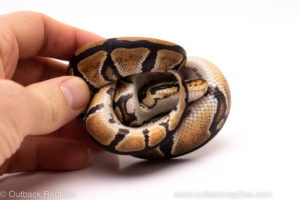 African Import ball python for sale