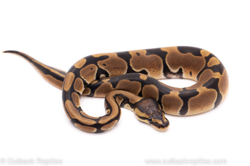 African Import ball python for sale