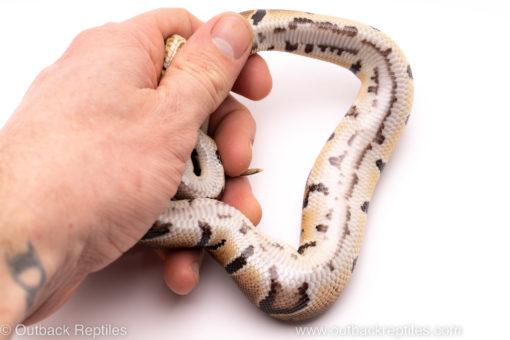African Import ball python for sale