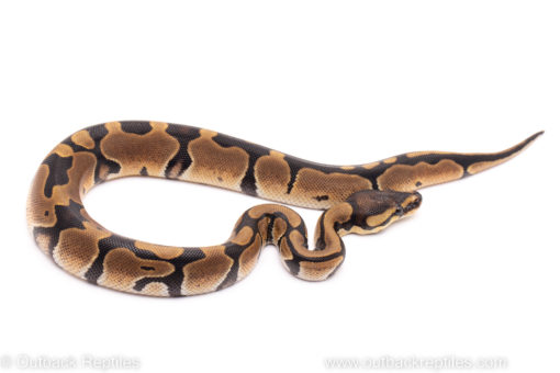 African Import ball python for sale