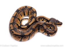 African Import ball python for sale