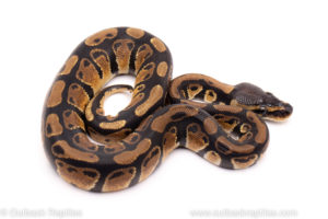 African Import ball python for sale