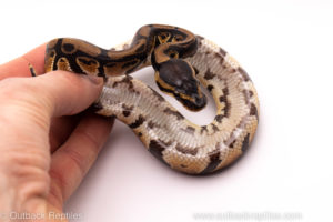 African Import ball python for sale