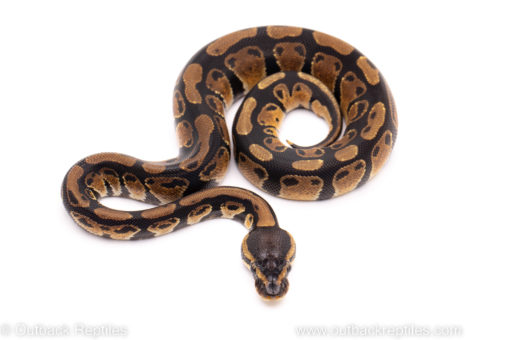 African Import ball python for sale