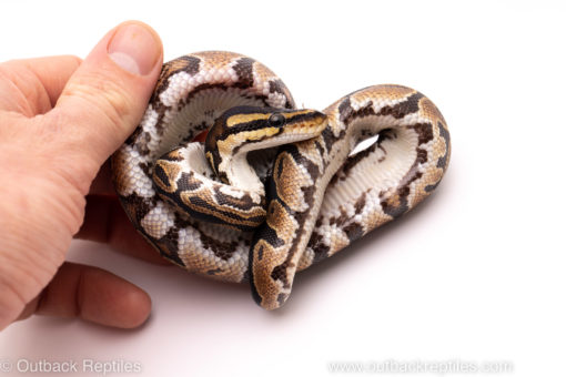 African Import ball python for sale