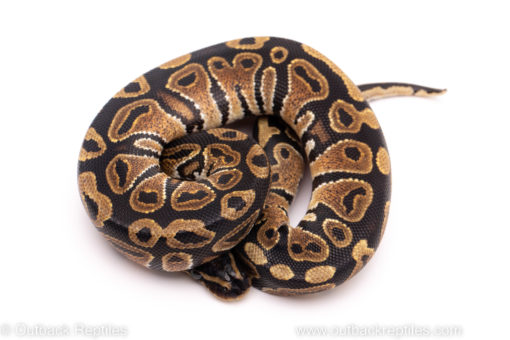 African Import ball python for sale