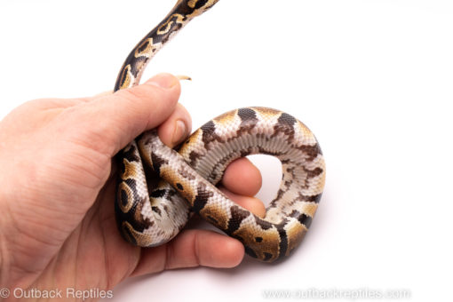 African Import ball python for sale