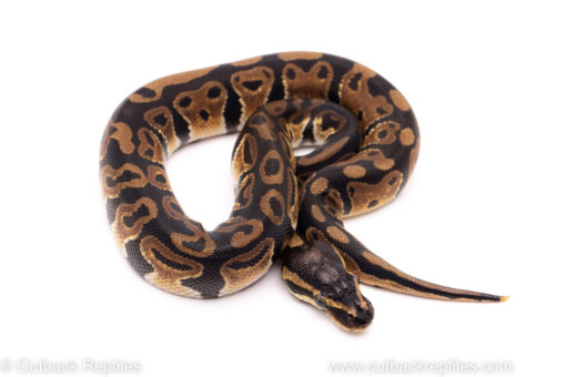 African Import ball python for sale