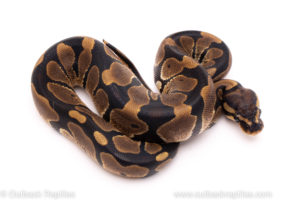 African Import ball python for sale