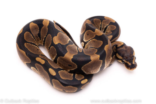 African Import ball python for sale