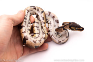 African Import ball python for sale