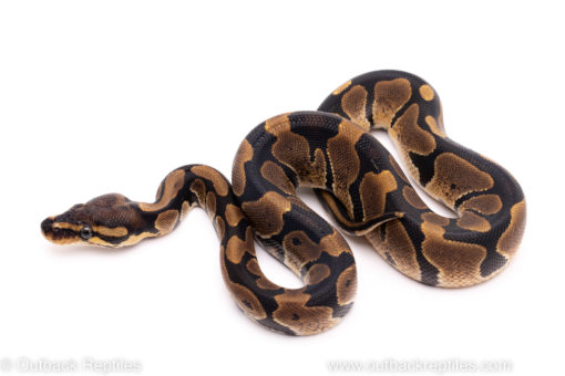 African Import ball python for sale