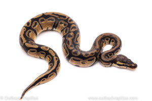 African Import ball python for sale