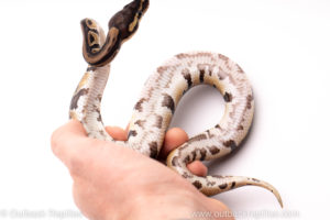 African Import ball python for sale