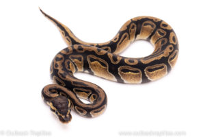 African Import ball python for sale