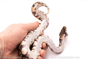 African Import ball python for sale