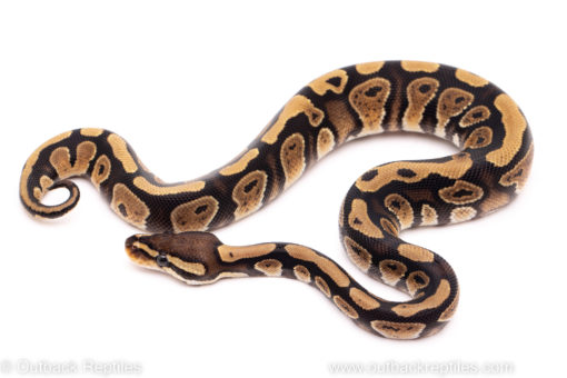 African Import ball python for sale