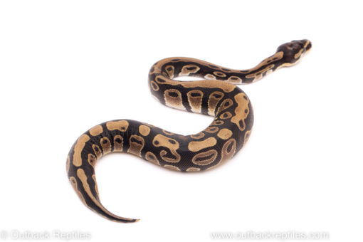 African Import ball python for sale