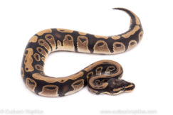 African Import ball python for sale