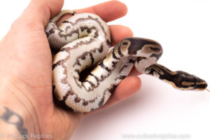 African Import ball python for sale