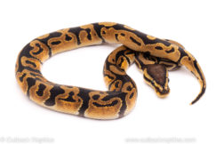African Import ball python for sale