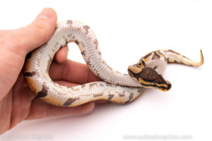 African Import ball python for sale