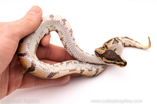 African Import ball python for sale